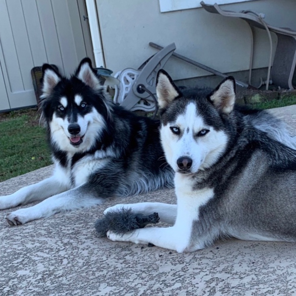 Free Dry Cleans For Anyone With Pet Allergies 🐶